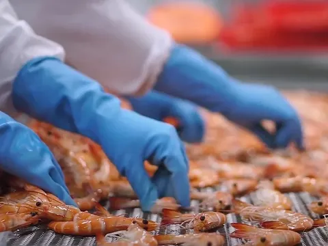 Xuất khẩu tôm tăng trưởng mạnh trong tháng đầu năm