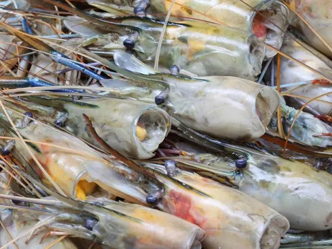 Đạm động vật sinh học - nguyên liệu thay thế hoàn hảo cho bột cá