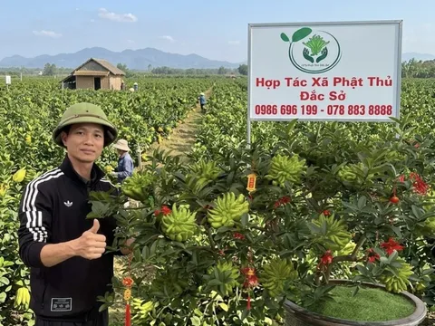 Phật thủ bonsai Đắc Sở: Tinh hoa nghệ thuật và giải pháp kiến tạo không gian xanh