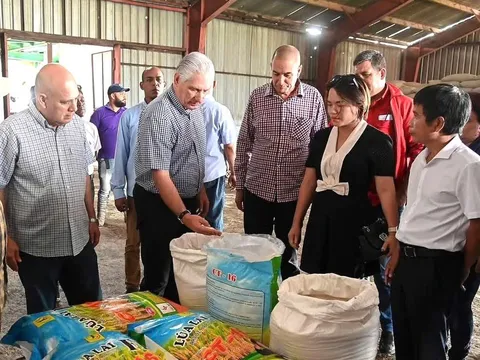 Xuất hiện cách nuôi vịt chạy đồng kiểu... Việt Nam trên cánh đồng lúa của Cuba