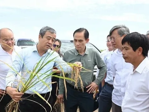 Gặp Bộ trưởng Việt Nam, Bí thư Tỉnh ủy Cuba “ngỏ lời” về lĩnh vực DN Việt lập kỳ tích 9 tấn/ha ở nước bạn