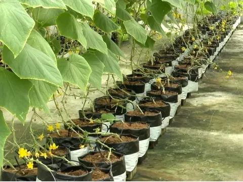 Chuyển đổi xanh và công nghệ số mở lối cho nền nông nghiệp thích ứng biến đổi khí hậu