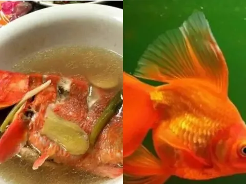 Người Á Đông dám ăn rắn nhưng tại sao lại không dám ăn cá vàng? Lý do có thực sự đáng sợ?