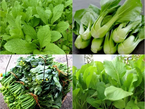 EBOOK: Hướng dẫn kỹ thuật canh tác một số loại rau ăn lá thích ứng với biến đổi khí hậu