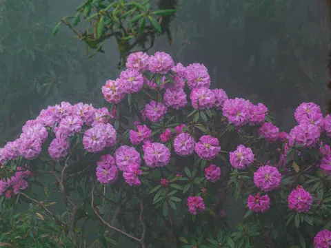 PHOTO: Ngắm nhìn vẻ đẹp của hoa đỗ quyên nở rộ tại Lai Châu