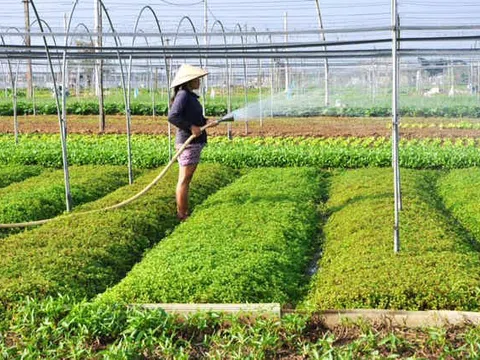 TP. Đà Nẵng: Phát triển nông nghiệp đô thị