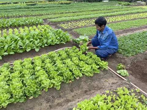 TP. Đà Nẵng: "Phát triển nông nghiệp sinh thái, nông thôn hiện đại, nông dân văn minh"