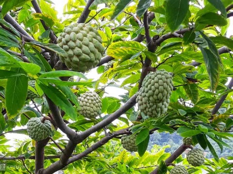 Quản lý, khai thác và phát triển nhãn hiệu tập thể "Liên Khê" cho sản phẩm quả na bở của xã Liên Khê, huyện Thuỷ Nguyên, thành phố Hải Phòng