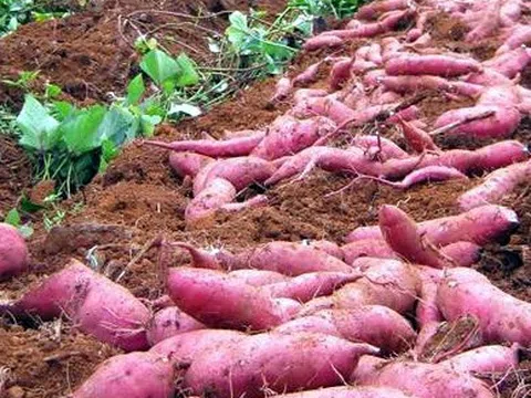 70 vùng trồng khoai lang của Việt Nam đủ điều kiện xuất sang Trung Quốc