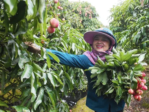 Hải Dương: Vải chín sớm, người dân vui mừng thu hàng trăm triệu