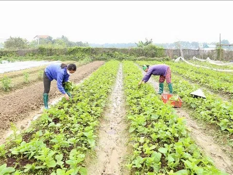 HTX Dịch vụ Nông nghiệp sạch hữu cơ Thanh Xuân (Sóc Sơn - Hà Nội): Phát triển theo chuỗi giá trị, nâng cao thu nhập và phát triển bền vững