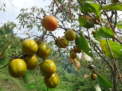 Giải pháp phát triển chuỗi giá trị quả hồng không hạt Bảo Lâm của huyện Cao Lộc, tỉnh Lạng Sơn