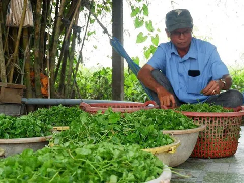 Long An: Phát triển kinh tế nhờ trồng rau sạch