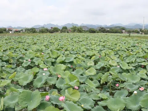 Những trăn trở về du lịch nông nghiệp ở Hà Nội