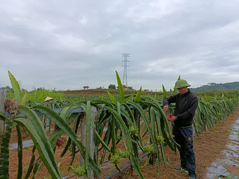 Người tiên phong ứng dụng công nghệ số vào trồng thanh long ruột đỏ