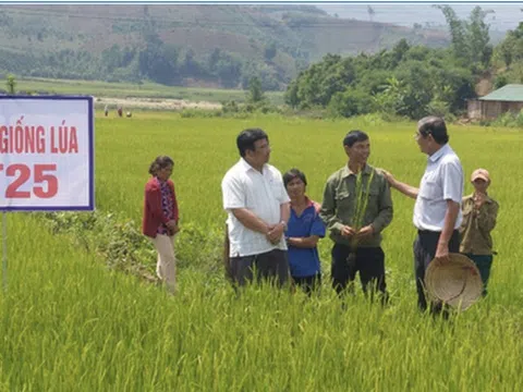 Gạo ST25 đăng quang gạo ngon nhất thế giới lần 2