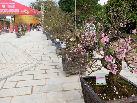 Chiêm ngưỡng những tác phẩm đẹp nhất Hội thi hoa đào truyền thống Hà Nội 2024