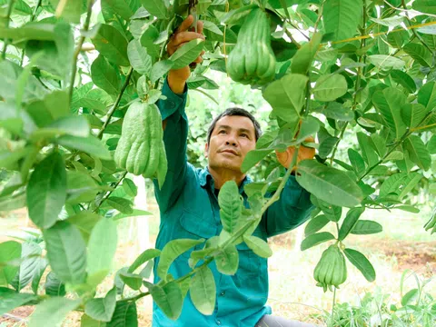 Vĩnh Phúc: Nhân rộng mô hình sản xuất nông nghiệp hiệu quả kinh tế cao