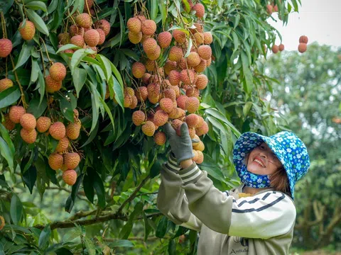 Mùa thu hoạch vải chín sớm Phù Cừ