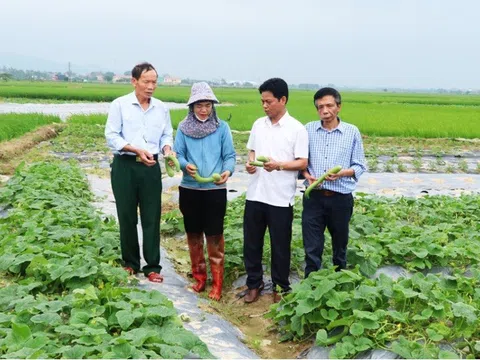 Tiềm năng và cơ hội thị trường của “Dưa gang muối Quế Võ”