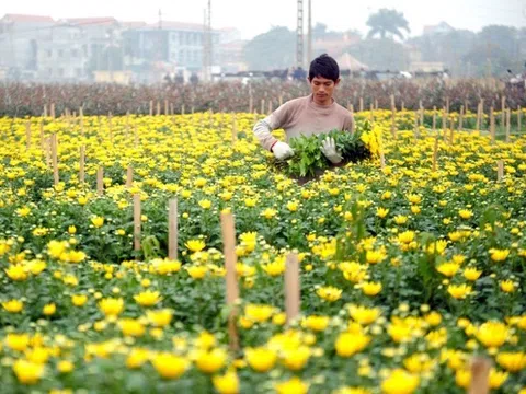 Phát triển vùng trồng hoa, cây cảnh gắn với du lịch sinh thái tại Hà Nội