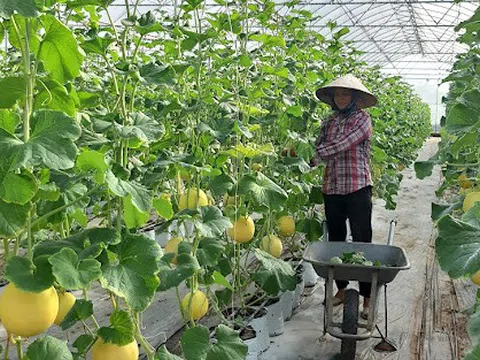 Nông nghiệp đô thị và những vấn đề đặt ra trên địa bàn thành phố Hà Nội (Kỳ 11)