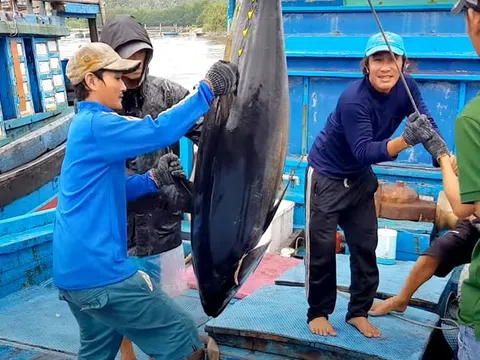 Cá ngừ Việt Nam: Tiến vững về đích 1 tỷ USD