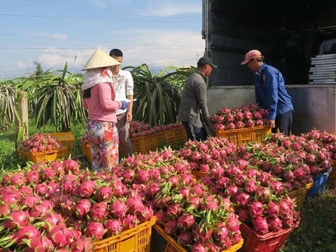 HTX tận dụng hệ thống thương lái thúc đẩy chuỗi liên kết sản xuất tiêu thụ