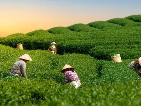 Ngày Quốc tế HTX: Chung tay xây dựng HTX hướng tới những giá trị trọng nhân và tương lai tốt đẹp