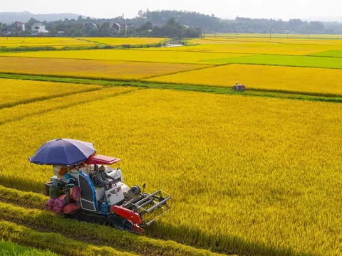 Bước đột phá của ngành lúa gạo: HTX làm chủ chuỗi giá trị bền vững