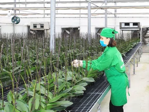 Hình thành nền nông nghiệp đô thị từ quy hoạch chung Thủ đô