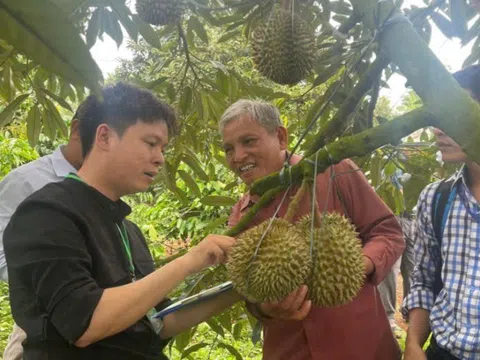 Sầu riêng Việt Nam có thêm 829 mã số vùng trồng và  131 sở đóng gói