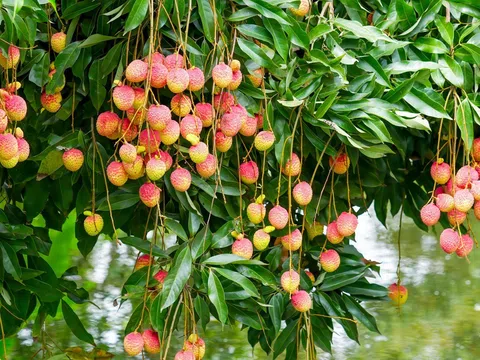Hưng Yên: Phù Cừ mùa thu hoạch vải lai chín sớm