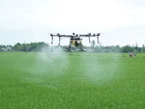 Sản xuất lúa chất lượng cao để phát triển kinh tế, gắn với bảo vệ môi trường