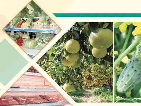 EBOOK: Phát triển chuỗi giá trị nông sản thực phẩm an toàn bền vững tại Việt Nam