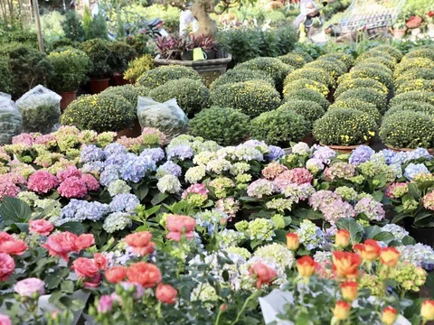 Ứng dụng khoa học công nghệ trong phát triển mô hình làng hoa, cây cảnh gắn với du lịch tại Hà Nội