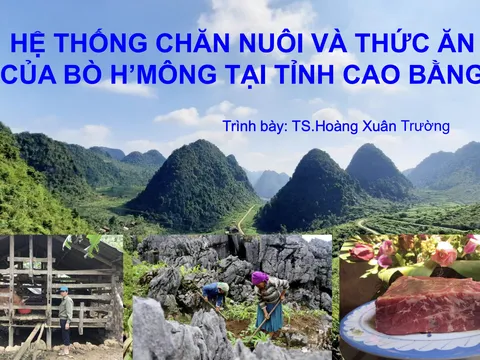 Hệ thống chăn nuôi và thức ăn của bò H'Mông tại tỉnh Cao Bằng
