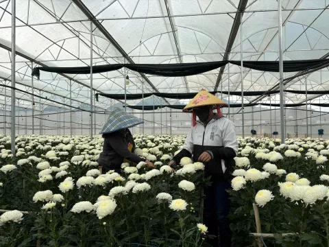 Lâm Đồng: Lối ra cho vấn đề nhà kính từ nông nghiệp xanh