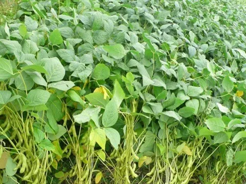 Đánh giá khả năng sinh trưởng, năng suất và chất lượng của các dòng đậu tương ở vùng Nam Trung Bộ và Tây Nguyên