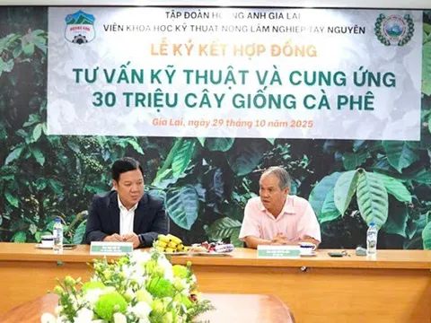 Hoàng Anh Gia Lai "chơi lớn": Bầu Đức tái khởi động dự án phủ xanh 10.000 ha cà phê?