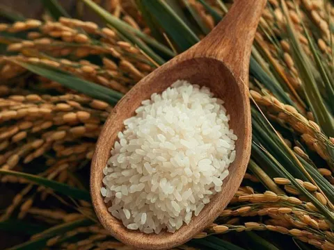 Hạt gạo nhỏ nuôi nửa thế giới: Câu chuyện khoa học về cây lúa