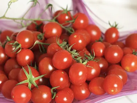 Nghiên cứu khả năng kết hợp và biểu hiện một số tính trạng năng suất, độ Brix của một số mẫu giống cà chua quả nhỏ