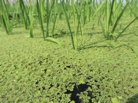 GS, VS nông nghiệp Việt Nam, là con trai nhà văn hóa lớn Đào Duy Anh, là người "biến" lân thành đạm qua 2 cây dại này