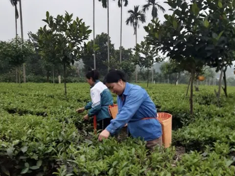 Nâng tầm chất lượng sản phẩm Hợp tác xã Yên Bài