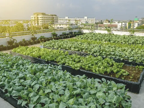 Nông nghiệp đô thị - Làn sóng xanh ngay trong lòng các siêu đô thị Việt Nam