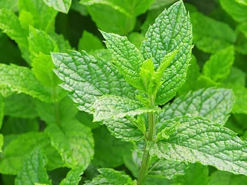 Đánh giá chất lượng nguồn gen bạc hà. (Mentha L.) tại Thanh Trì, Hà Nội