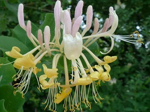 Nghiên cứu ảnh hưởng của lượng phân bón, sơ chế biến dược liệu đến năng suất và chất lượng của cây kim ngân (Lonicera japonica Thunb.)