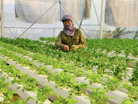 Nông nghiệp Thủ đô “sang trang” nhờ số hóa: Từ minh bạch nguồn gốc đến khát vọng chuỗi giá trị toàn cầu