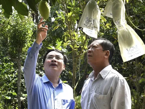 Lối đi mới cho xoài cát Hòa Lộc (Đồng Tháp)