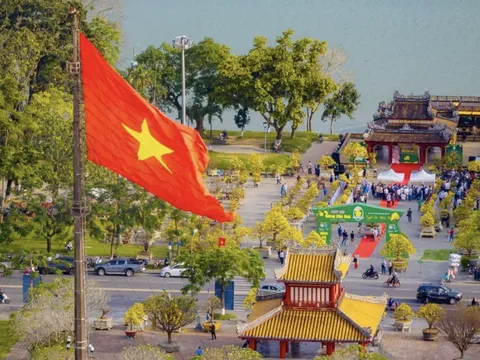 Hoàng mai xứ Huế khoe sắc bên dòng Hương